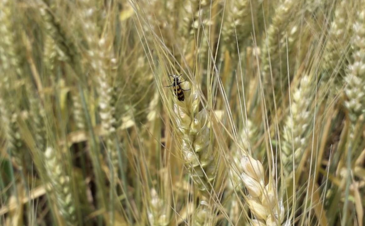 u-17-07-2024-golovna