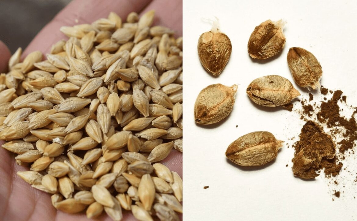 sazhkovi-02-02-2024-golovna