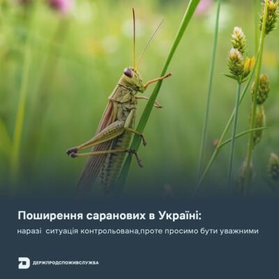 Що варто знати про сарану?